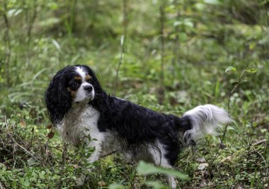 Köpek yetiştiricisi şövalye Kral Charles Spaniel yazın ormanda yürüyor.