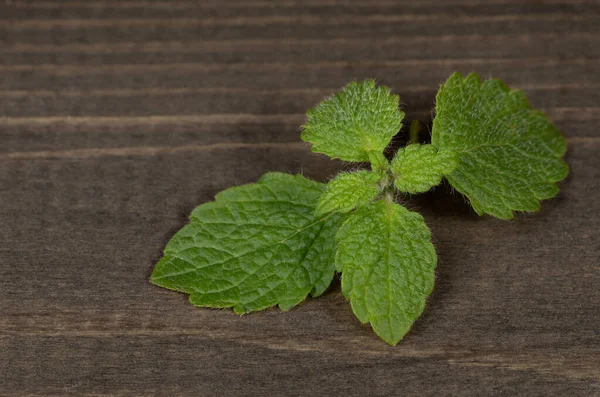 Foglie di menta fresca su tavolo di legno marrone — Foto Stock