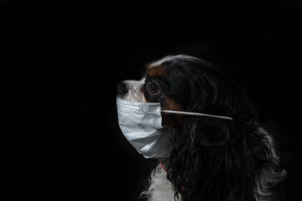Köpek Cavalier kralı Charles Spaniel siyah arka planda COVID-19 Coronavirus 'a karşı koruyucu bir maskeyle