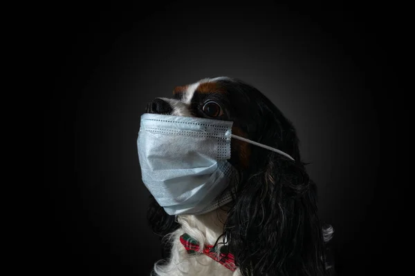 Koyu arkaplan portresi üzerinde COVID-19 Coronavirus 'a karşı koruyucu maskeli Köpek Şövalyesi Kralı Charles Spaniel.