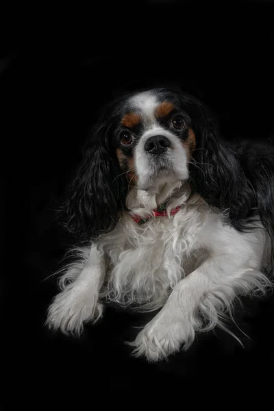 Süvari Kral Charles Spaniel 'in siyah arka planda yatan komik bir köpek portresi.