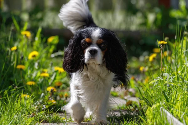 Şövalye Kral Charles Spaniel yeşil çimlerin ve karahindibanın arka planına karşı bahçede yol boyunca koşar..