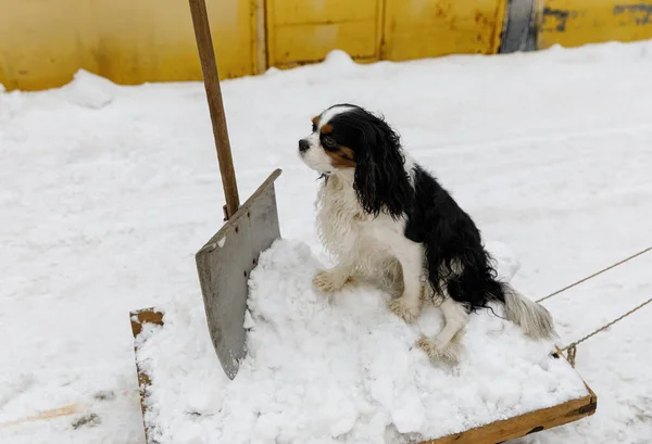 Garajın yanındaki garaj yolunda kızak kullanarak kürekle kar temizleme. Şövalye Kral Charles Spaniel köpekleri sahibine yardım eder ve kızakla kaymaya gider. Kış
