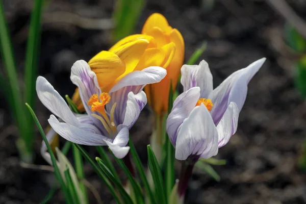 Güzel ilkbahar gülü ve sunCrocus çiçekleri bahçede baharda mor ve sarıdır..