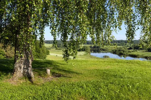 Yazın nehir kıyısındaki bir tepedeki huş ağacı, dinlenmek için bir bankın yanında. Rusya, Pskov bölgesi.