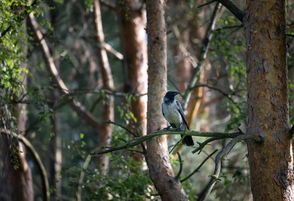 Ein schwarzer Rabe sitzt auf einem Ast einer Kiefer im Wald. — Stockfoto