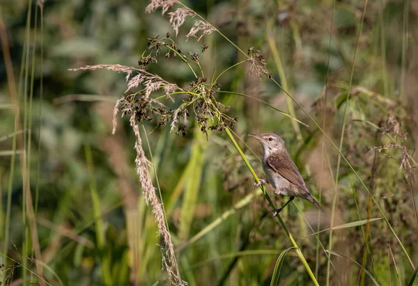 Un petit oiseau gris-brun est assis sur une tige d'herbe tôt le matin ensoleillé. — Photo