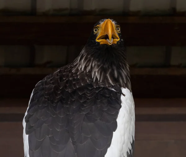 Beyaz omuzlu bir kartal kafası ve omuzları Haliaeetus pelagicus portresi.