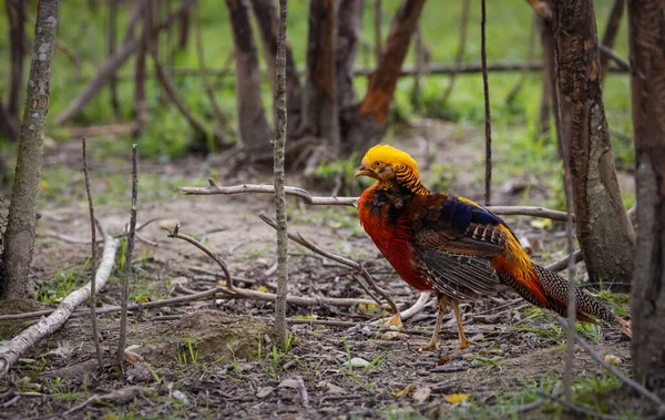 The golden Chinese pheasant walks on the ground among the grass in the forest thicket. — Stock Photo, Image
