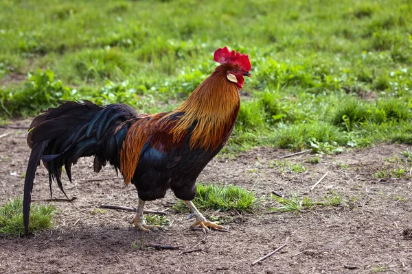 Bir horoz yazın çimlerin arasında yerde yürür. Kuş.
