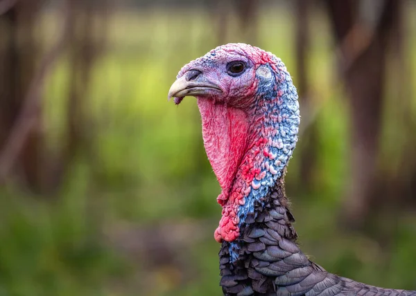 Turkeys head with a red and blue neck close-up. Side view.