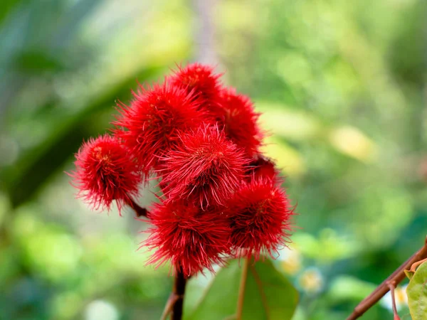 Sementes Bixa Orellana Achiote Usadas Para Coloração Alimentos Naturais Foco — Fotografia de Stock