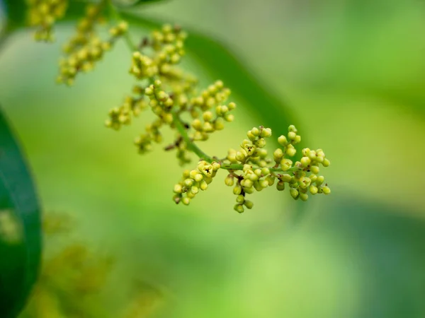 Flor Dioscorea Alata Conocida Como Ñame Púrpura Ñame Mayor Enfoque — Foto de Stock