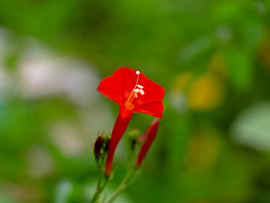 Pomoea coccinea, kırmızı yıldız veya bir ot bitkisinin kırmızı sabah çiçeği, seçici odak