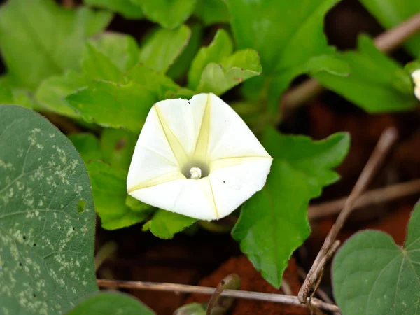 Ipomoea Obscura Μικρό Λευκό Πρωί Δόξα Σκοτεινό Πρωί Λουλούδι Δόξα — Φωτογραφία Αρχείου