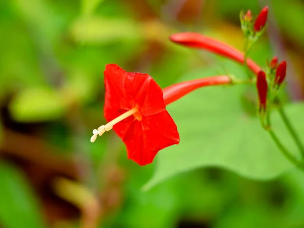 Pomoea Coccinea Estrella Roja Flor Gloria Mañana Roja Una Planta —  Fotos de Stock