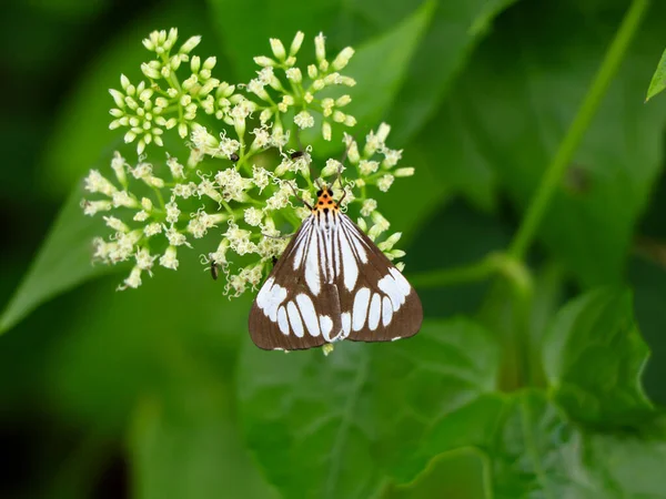 Borboleta Cor Preta Branca Escândalos Mikania Subindo Flores Hempweed Foco — Fotografia de Stock