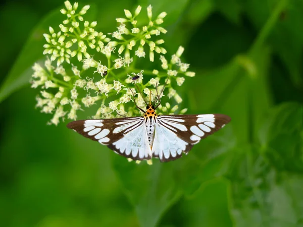 Černá Bílá Barva Motýl Mikánii Skandály Nebo Horolezectví Hempweed Květiny — Stock fotografie