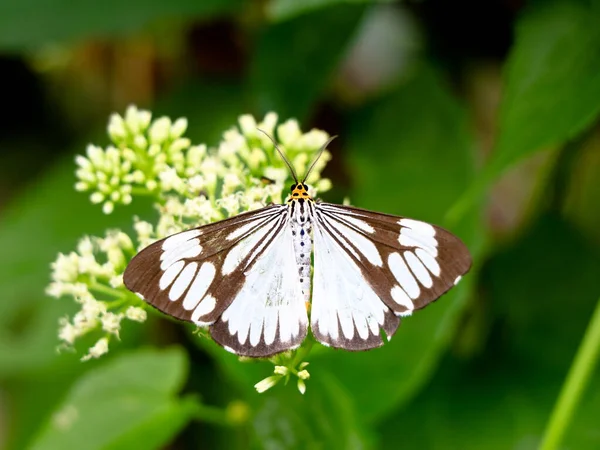 黑白相间的蝴蝶在Mikania丑闻或攀爬的草本植物上 有选择的焦点 — 图库照片