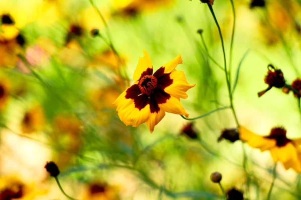 Fleurs Papillon Couleur Jaune Marron Dans Jardin Maison Mise Point — Photo