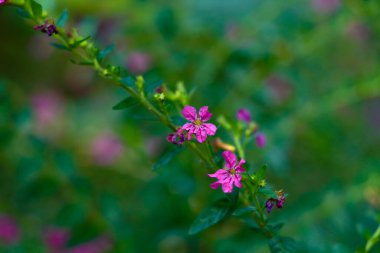 Çalıların küçük pembe çiçekleri ya da bahçedeki çit bitkileri, seçici bir odak noktası.