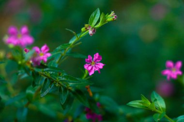 Çalıların küçük pembe çiçekleri ya da bahçedeki çit bitkileri, seçici bir odak noktası.