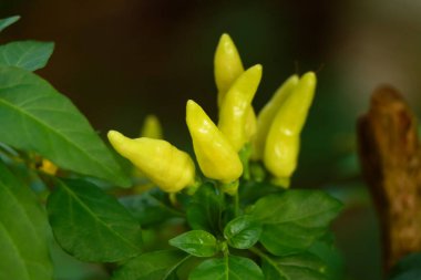 Açık sarı kuş gözü biber, sebze bahçesi, organik tarım, seçici odaklanma.