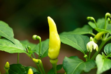 Açık sarı kuş gözü biber, sebze bahçesi, organik tarım, seçici odaklanma.