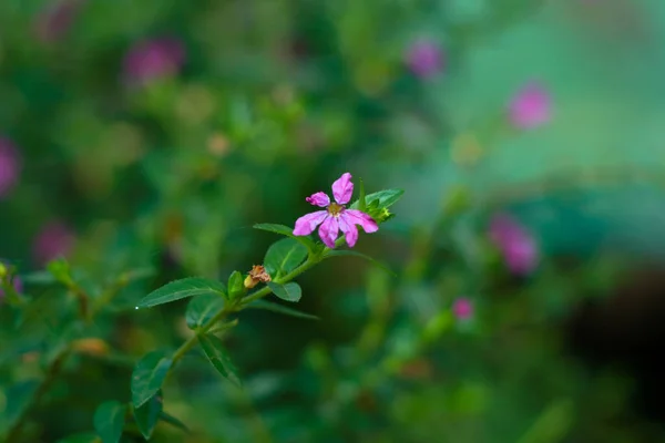 Çalıların Küçük Pembe Çiçekleri Bahçedeki Çit Bitkileri Seçici Bir Odak — Stok fotoğraf