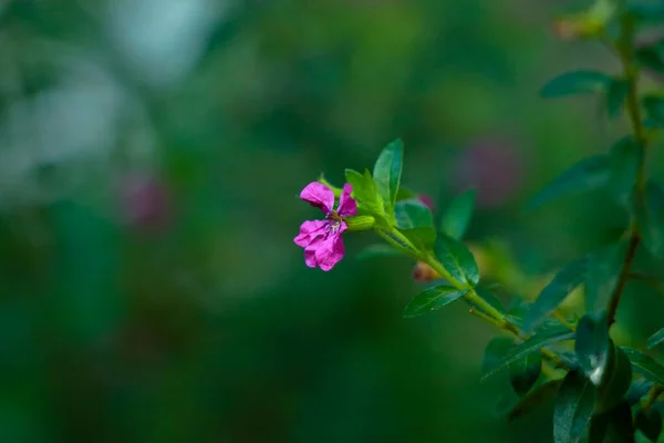 Winzige Rosafarbene Blüte Eines Busches Oder Einer Heckenpflanze Heimischen Garten — Stockfoto