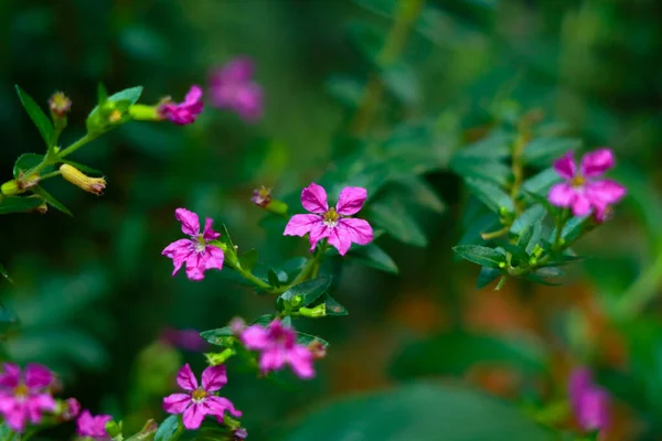 Winzige Rosafarbene Blüte Eines Busches Oder Einer Heckenpflanze Heimischen Garten — Stockfoto