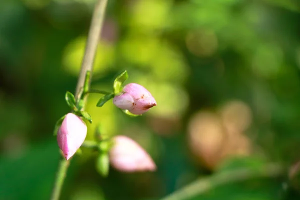 Világos Rózsaszín Virág Bimbók Egy Vadon Élő Növény Tartozó Strobilanthes — Stock Fotó
