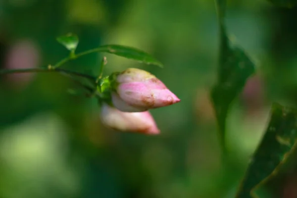 Hellrosa Blütenknospen Einer Wildpflanze Der Art Strobilanthes Selektiver Fokus — Stockfoto