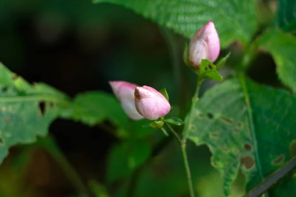 Hellrosa Blütenknospen Einer Wildpflanze Der Art Strobilanthes Selektiver Fokus — Stockfoto