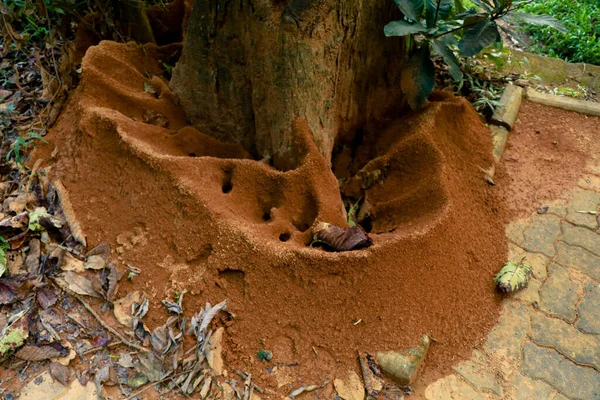 Ant Hill Bottom Tree Selective Focus Royalty Free Stock Images