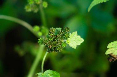 Batı Ghat 'lerinden gelen yabani bir bitkinin küçük tohumları, seçici bir odak noktası.