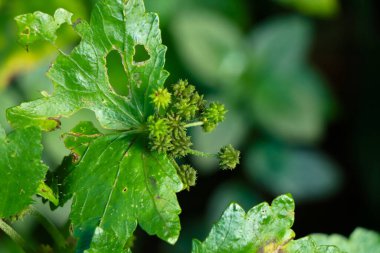 Batı Ghat 'lerinden gelen yabani bir bitkinin küçük tohumları, seçici bir odak noktası.