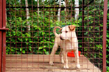 Krem rengi şirin köpek yavrusu kafeste, melez