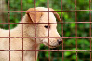 Krem rengi şirin köpek yavrusu kafeste, melez