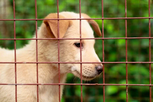 Cream color cute puppy in the cage, cross breed