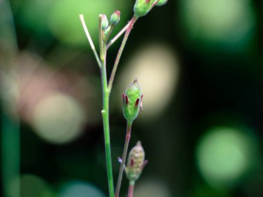 Beyaz renkli çiçekleri olan bir ot bitkisinin tohumları, seçici odak