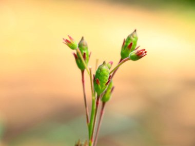 Beyaz renkli çiçekleri olan bir ot bitkisinin tohumları, seçici odak