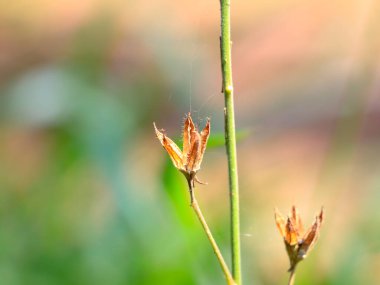 Beyaz renkli çiçekleri olan bir ot bitkisinin tohumları, seçici odak