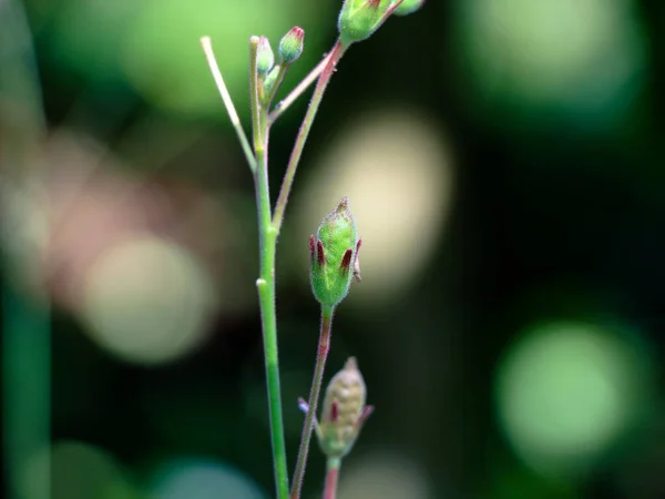 Samen Einer Unkrautpflanze Mit Weißer Blüte Selektiver Fokus — Stockfoto