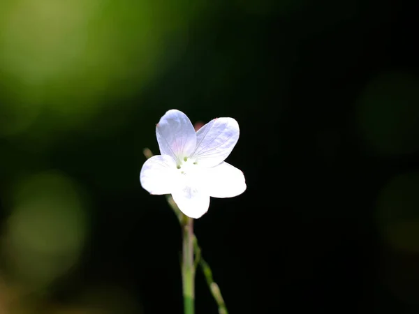 Fleur Couleur Blanche Une Plante Adventice Foyer Sélectif — Photo