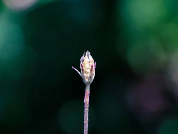Samen Einer Unkrautpflanze Mit Weißer Blüte Selektiver Fokus — Stockfoto