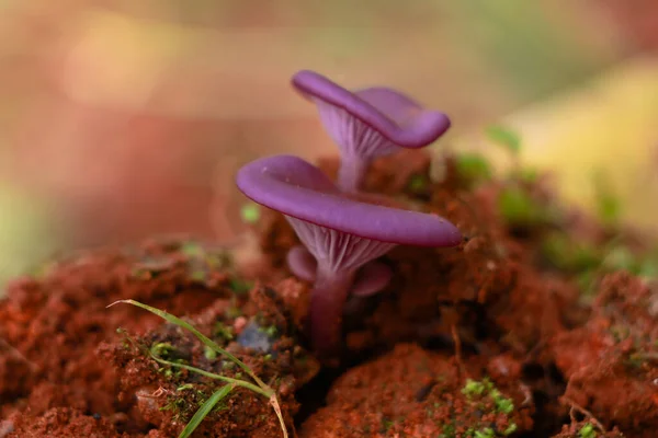 淡紫色の希少種キノコまたはコンク 寄生生物 選択的焦点 — ストック写真