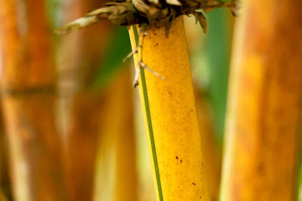 Close up shop of yellow bamboo stem as background or texture, selective focus