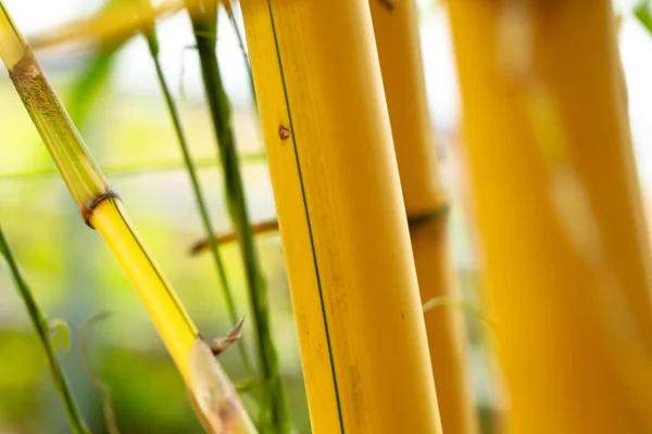 Close Shop Yellow Bamboo Stem Background Texture Selective Focus — Stock Photo, Image