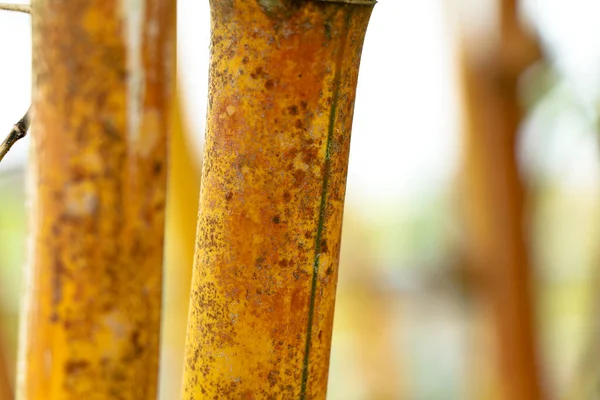 Close up shop of yellow bamboo stem as background or texture, selective focus